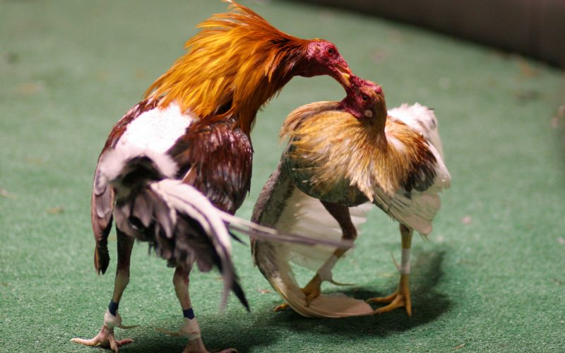 Loại hình đá gà đòn Thomo được tổ chức ra sao?